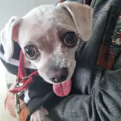 군위군 흰색 말티즈 암컷