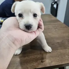 군위군 흰색 믹스견 암컷