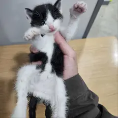 군위군 흰색/검은색 얼룩무늬 한국 고양이 암컷