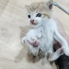 군위군 레몬색&흰색 한국 고양이 성별 미상