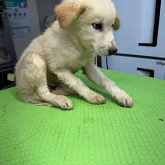 영종구 황갈색 믹스견 암컷