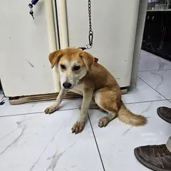 영종구 황갈색 믹스견 수컷