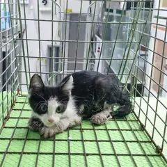 영종구 흰색/검은색 얼룩무늬 한국 고양이 수컷