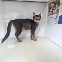 영종구 갈색 얼룩무늬 아비시니안 암컷