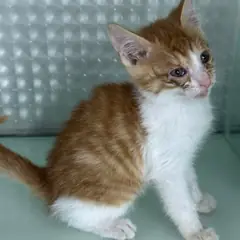 영종구 기타(치즈무늬) 한국 고양이 수컷