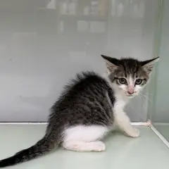 영종구 기타(고등어무늬) 한국 고양이 수컷