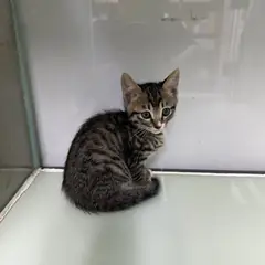 영종구 기타(고등어무늬) 한국 고양이 수컷