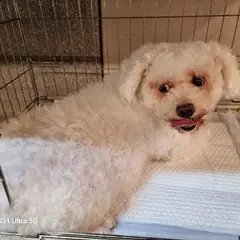미추홀구 흰색 비숑 프리제 암컷