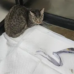 미추홀구 기타(회색+검정) 한국 고양이 암컷