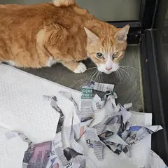 미추홀구 기타(주황색) 한국 고양이 수컷