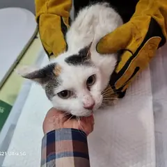 미추홀구 검은색흰색황토색조합 한국 고양이 암컷