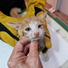 연수구 레몬색&흰색 한국 고양이 수컷