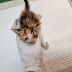 연수구 검은색흰색황토색조합 한국 고양이 암컷