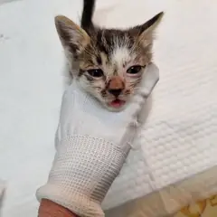 연수구 기타(반고등어) 한국 고양이 수컷
