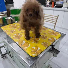 남동구 갈색 푸들 암컷