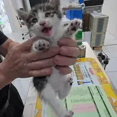 남동구 검은색흰색황토색조합 한국 고양이 수컷
