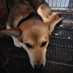 남동구 기타(검갈색) 웰시 코기 카디건 성별 미상