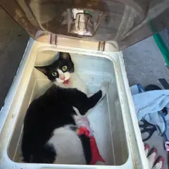 남동구 흰색/검은색 얼룩무늬 한국 고양이 수컷