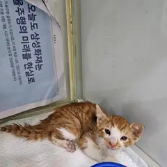 남동구 기타(흰,노랑) 믹스묘 성별 미상