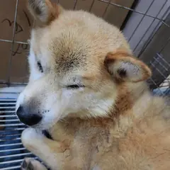 남동구 황갈색 시바 수컷