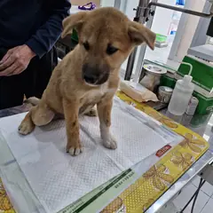 남동구 갈색 믹스견 암컷
