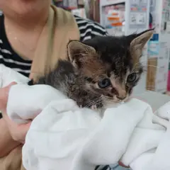남동구 검은색흰색황토색조합 한국 고양이 수컷