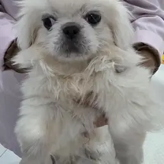 남동구 흰색 페키니즈 수컷