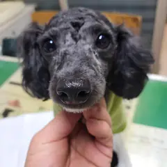 남동구 검정색 푸들 수컷