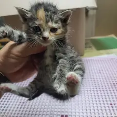 남동구 기타(삼색) 믹스묘 수컷