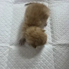 부평구 레몬색&흰색 한국 고양이 성별 미상