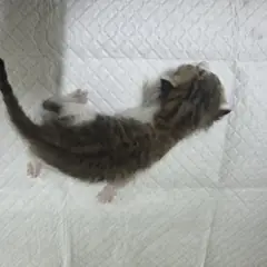 부평구 검은색흰색황토색조합 한국 고양이 성별 미상