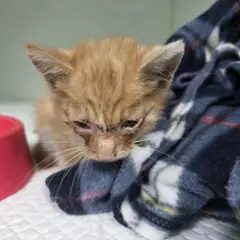 부평구 레몬색&흰색 한국 고양이 성별 미상
