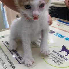 부평구 검은색흰색황토색조합 한국 고양이 암컷