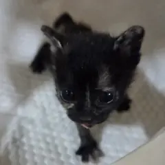 부평구 검은색흰색황토색조합 한국 고양이 암컷