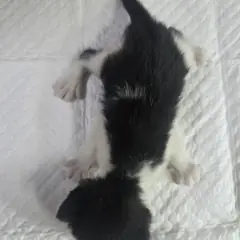 부평구 흰색/검은색 얼룩무늬 한국 고양이 성별 미상