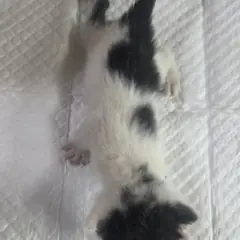 부평구 흰색/검은색 얼룩무늬 한국 고양이 성별 미상