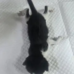 부평구 흰색/검은색 얼룩무늬 한국 고양이 성별 미상