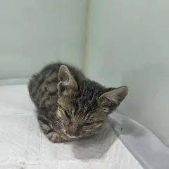 부평구 검은색흰색황토색조합 한국 고양이 성별 미상
