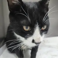 부평구 기타(턱시도) 한국 고양이 수컷