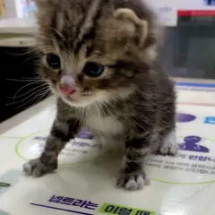 부평구 평행·전체·부분줄무늬 한국 고양이 수컷