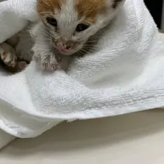 부평구 레몬색&흰색 한국 고양이 암컷