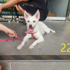 계양구 흰색 믹스견 수컷