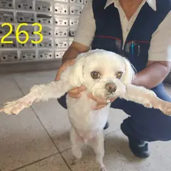 계양구 흰색 말티즈 수컷
