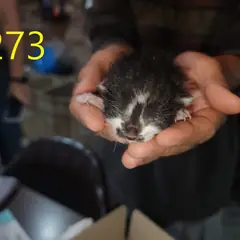 계양구 흰색/검은색 얼룩무늬 한국 고양이 수컷