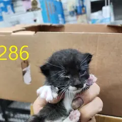 계양구 검정색 한국 고양이 수컷