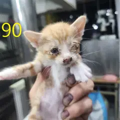 계양구 레몬색&흰색 한국 고양이 수컷