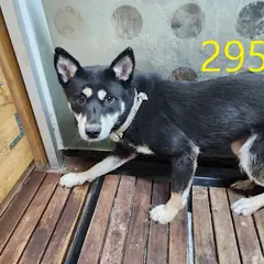 계양구 검정색 믹스견 암컷