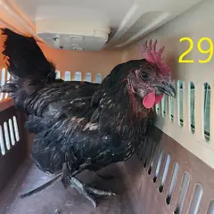 계양구 기타(검정색) 기타축종 수컷