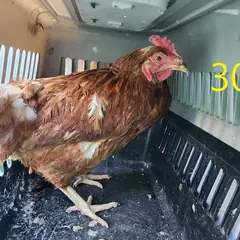 계양구 기타(갈색) 기타축종 암컷