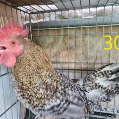 계양구 기타(갈검색) 기타축종 수컷